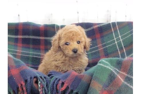 成約済の宮城県のトイプードル-174231の8枚目